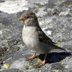House Sparrow Seen in Karlskrona, Sweden