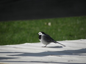 White Wagtail Seen somewhere in Sweden